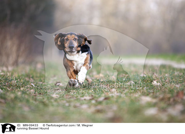 rennender Basset Hound / running Basset Hound / MW-09433