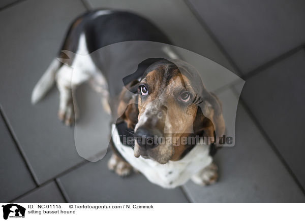 sitzender Basset Hound / sitting basset hound / NC-01115