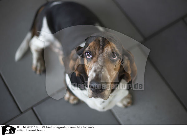 sitzender Basset Hound / sitting basset hound / NC-01116