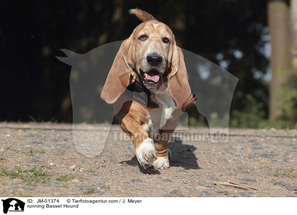 rennender Basset Hound / running Basset Hound / JM-01374