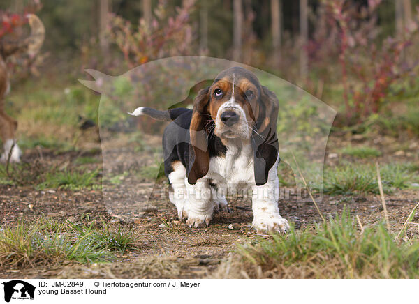 junger Basset Hound / young Basset Hound / JM-02849