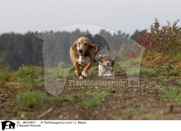 2 Basset Hounds / 2 Basset Hounds / JM-02851