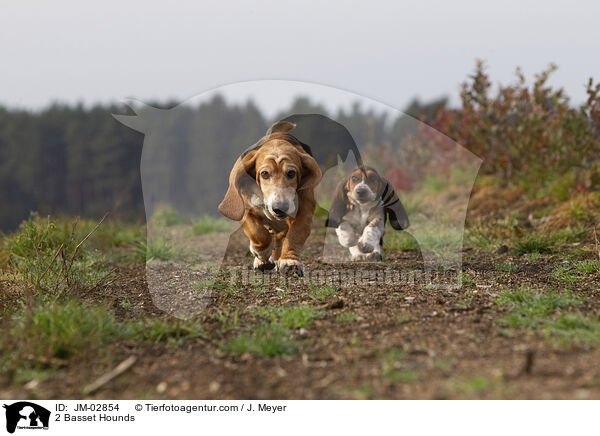 2 Basset Hounds / 2 Basset Hounds / JM-02854