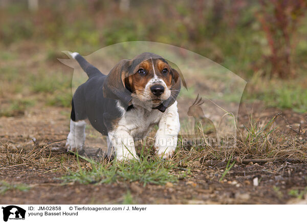 junger Basset Hound / young Basset Hound / JM-02858