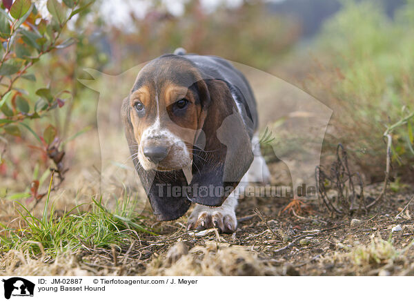 junger Basset Hound / young Basset Hound / JM-02887