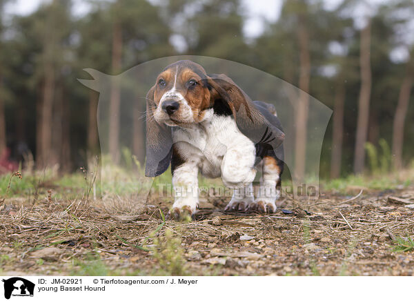 junger Basset Hound / young Basset Hound / JM-02921