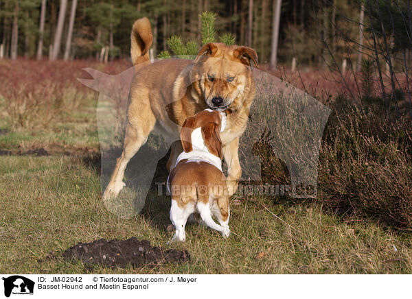 Basset Hound and Mastin Espanol / JM-02942