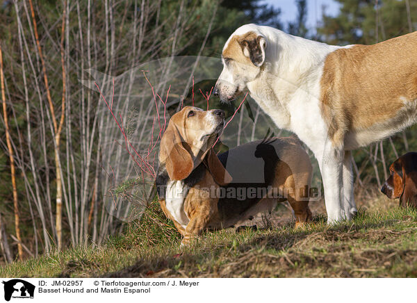 Basset Hound and Mastin Espanol / JM-02957