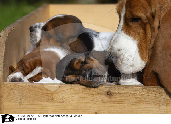 Basset Hounds / Basset Hounds / JM-05668