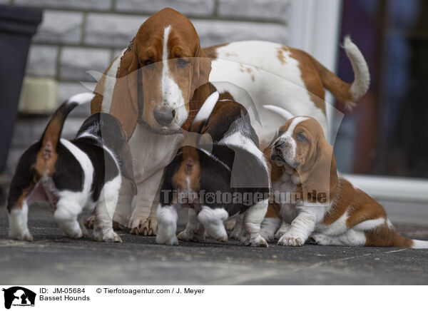 Basset Hounds / Basset Hounds / JM-05684