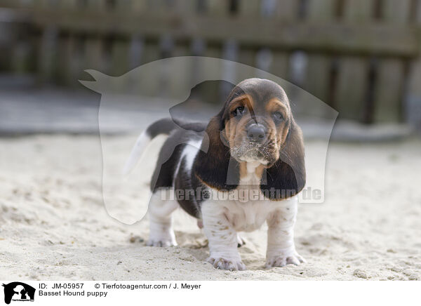 Basset Hound Welpe / Basset Hound puppy / JM-05957