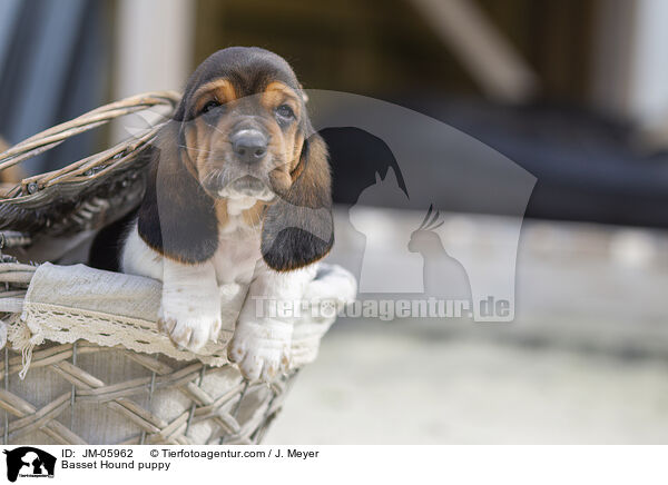 Basset Hound Welpe / Basset Hound puppy / JM-05962