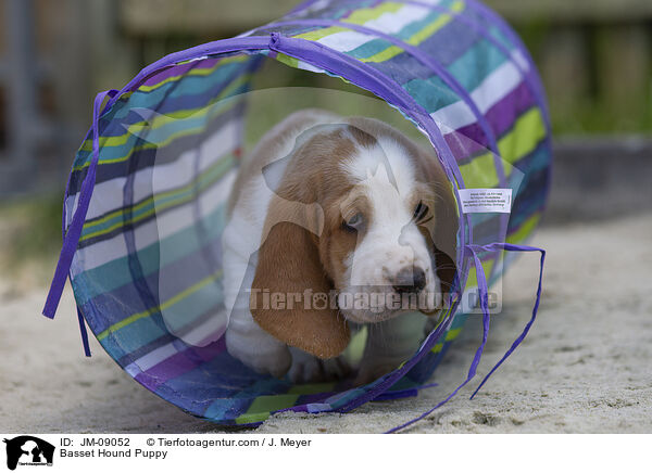 Basset Hound Welpe / Basset Hound Puppy / JM-09052