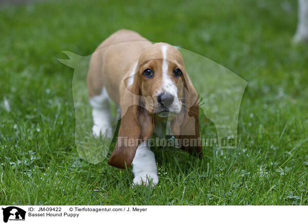 Basset Hound Welpe / Basset Hound Puppy / JM-09422