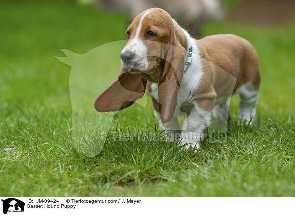 Basset Hound Welpe / Basset Hound Puppy / JM-09424