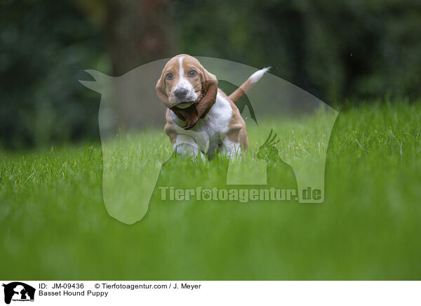 Basset Hound Welpe / Basset Hound Puppy / JM-09436