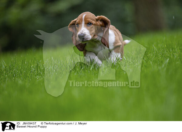 Basset Hound Welpe / Basset Hound Puppy / JM-09437