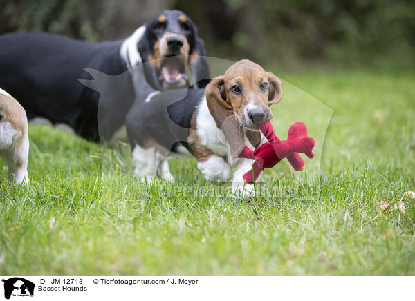 Basset Hounds / Basset Hounds / JM-12713