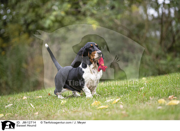 Basset Hound / Basset Hound / JM-12714