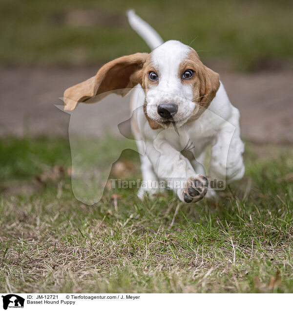 Basset Hound Welpe / Basset Hound Puppy / JM-12721