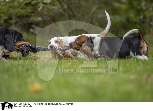 Basset Hounds / JM-12732