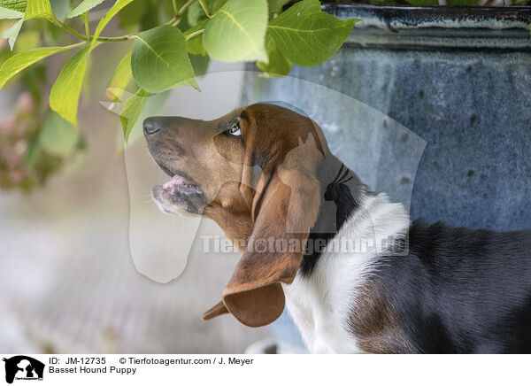 Basset Hound Welpe / Basset Hound Puppy / JM-12735