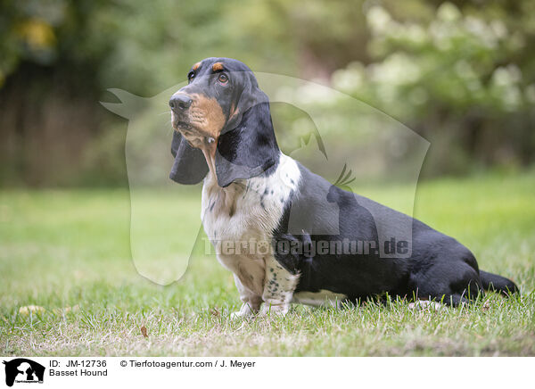 Basset Hound / Basset Hound / JM-12736