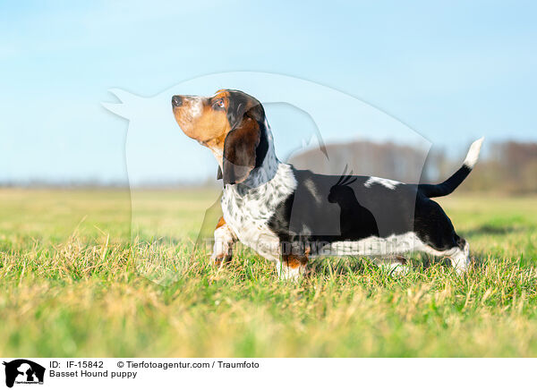 Basset Hound puppy / IF-15842