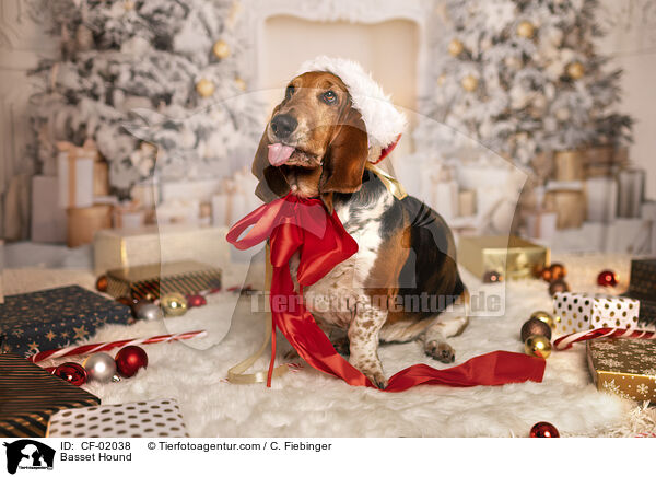 Basset Hound / Basset Hound / CF-02038