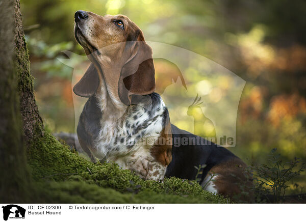 Basset Hound / Basset Hound / CF-02300