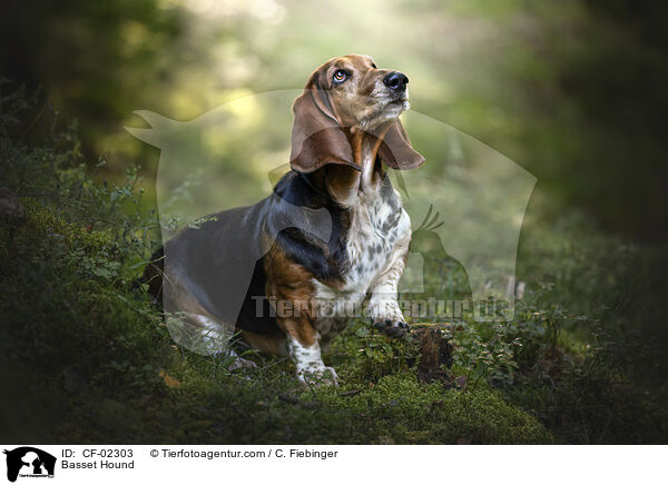 Basset Hound / Basset Hound / CF-02303