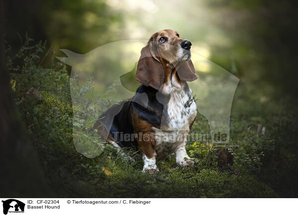 Basset Hound / Basset Hound / CF-02304