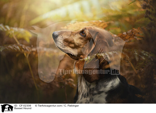 Basset Hound / Basset Hound / CF-02306