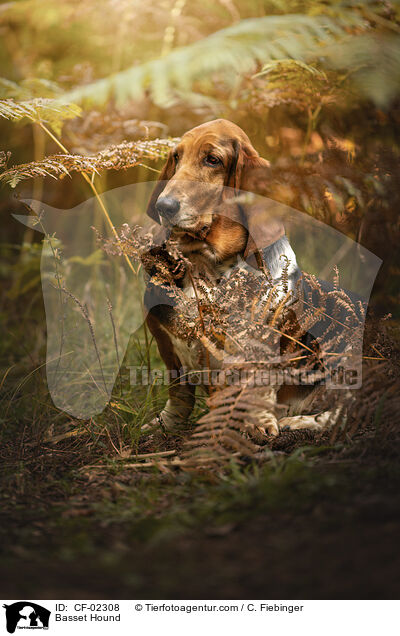 Basset Hound / Basset Hound / CF-02308