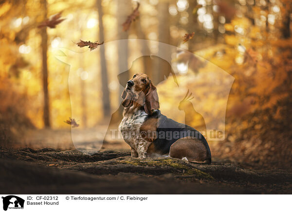 Basset Hound / Basset Hound / CF-02312