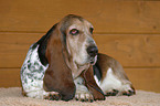 Basset Hound