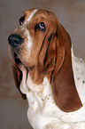 Basset Hound Portrait