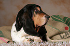 lying basset hound