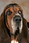 Basset Hound Portrait