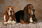 2 Basset Hounds