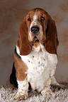 Basset Hound