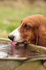 drinking Basset Hound