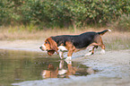 Basset Hound