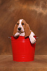 Basset Hound Puppy