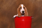 Basset Hound Puppy