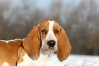 Basset Hound Puppy