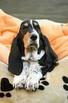 Basset Hound