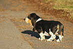 Basset Hound