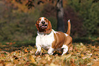 running Basset Hound