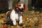 running Basset Hound